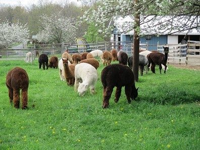 Terrace Mountain Alpacas